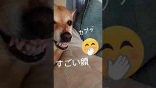 【食べちゃいたいほど君が好き♥】#shorts#おすすめ #犬 #dog ♥癒やし犬チビタンタンとモカ姐さん♥