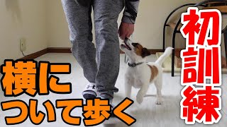 【第1回ミート君の犬しつけ訓練】脚側トレーニング。予想以上に賢い！3ヶ月ミート君、犬のしつけ訓練が始まりました