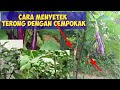 Cara Menyetek Tanaman Terong dengan Tumbuhan Liar |teraang/imbang/cempokak