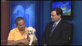 Button the poodle needs a forever home