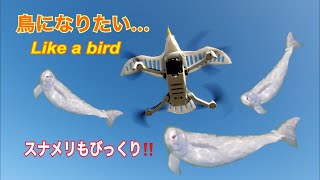 4K DRONE空撮 「鳥になりたい」  BIRD DRONE