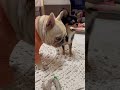 先輩犬フレブルにおもちゃを見せびらかす後輩犬チワワ フレンチブルドッグ