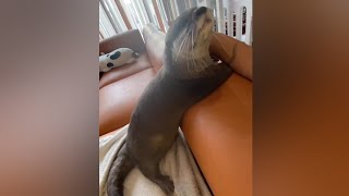 Otter Melonpan~Everyday daddy spoiled me in the morning😁🦦🥰|PamperOtter|Cute Otter