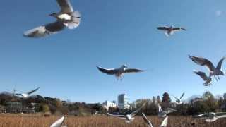 Flight of black-headed gulls.Shinobazu Pond.不忍池のユリカモメの飛翔。