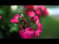 Rain falling on flowers in slow motion