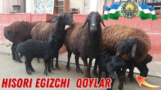 Egischi Hisori Qoylar ☎️+998 94 001 20 20 Nomerni Qarang Nomerni😳