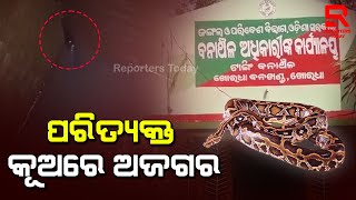 ଖାଇବା ଖୋଜୁ ଖୋଜୁ ପରିତ୍ୟକ୍ତ କୂଅରେ ଗଳି ପଡିଲା ବିରାଟକାୟ ଅଜଗର ସାପ