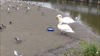 「突撃しま～～す」コブ白鳥姫の守り人・クロちゃん(川鵜 No.1)登場～