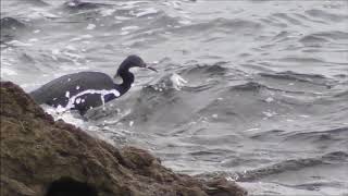 191109野鳥クロサギ1羽雨晴海岸男岩近くａ3 41●