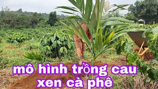 Cách trồng cau của cây đẹp cao nguyên |giống cau cao sản