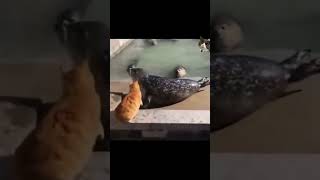 brave cats memes #funny #memes #youtubeshorts #animals #cat #comedy