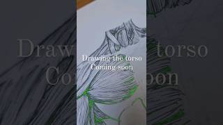 Drawing the torso with DFLS Drawing