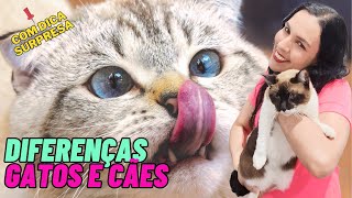 Como Organizar as Diferenças Com o Gato