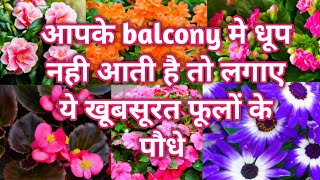 क्या आपके balcony मे धूप नही आती है ? तो लगाए ये फूलों वाले पौधे को ll बिना धूप के खिलने वाले फूल