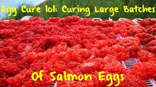 Egg Curing 101: Curing Large Batches of Salmon Eggs