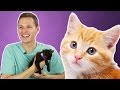 People Hold Kittens For The First Time