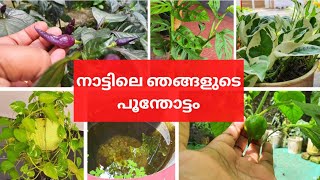 നാട്ടിലെ ഞങ്ങളുടെ പൂന്തോട്ടം | Our garden in Kerala/ Money plants/Indoor plants Kerala| Mums Daily