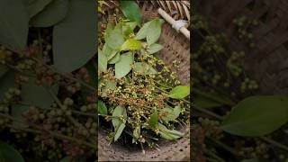 Sichuan Pepper harvesting #shorts #ytshorts #farming