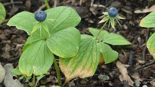 Paris quadrifolia L. čes. vraní oko čtyřlisté angl. herb Paris or true lover's knot