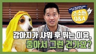 [Engsub] 강아지가 샤워 후 뛰는 이유, 좋아서 그런 건가요? ｜강형욱의 소소한 Q\u0026A