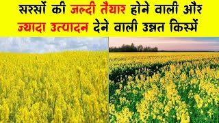 सरसों की कम अवधि में तैयार होने वाली प्रजातियां | short duration mustard varieties #shorts #mustured