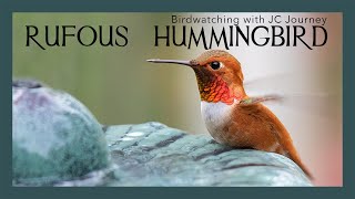 Rufous Hummingbird - Amazing Migratory Birds | Garden Fuchsia and Birdbath | Backyard Birdwatching