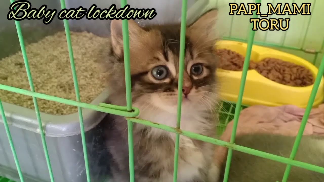 Baby Cats Cry Cute Kitten Crying Youtube