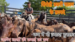 Domestic Goat Farming से भी लाखों की कमाई|| देखिए शानदार Sirohi goat farm || Agro farming vlogs