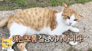 미술관 고양이! 얘는 보통 길냥이가 아닙니다. 명품 개냥이  🐈