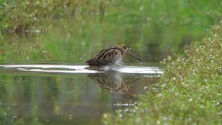 ビデスコ 野鳥 2020.09.19　タシギ　(Common snipe)