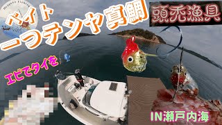 一つテンヤ釣行🎣 活きエビで真鯛🦐引きが強い⭕️⭕️🤣【瀬戸内海】