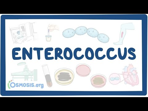 What causes enterococcus in urine?
