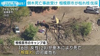 キャンプ場での倒木死亡事故受け　相模原市が枯れ枝を伐採(2023年4月18日)