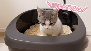 トイレをする時に思わず鳴いてしまう子猫がこちら【マンチカン】A kitten pees while meowing