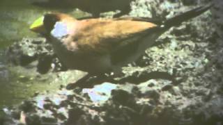 151006 Paul Solomon on Cape York Birding Trip 1