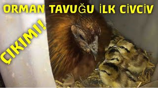 ORMAN TAVUĞU CİVCİV ÇIKIMI!(BEKLEDİĞİMİZ ÇİVCİV ÇIKIMI KIŞ AYINA DENK GELDİ)