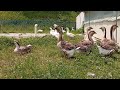 아프리카거위 ㅡ africa goose ㅡ white african geese