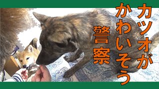 甲斐犬ハルヱと柴犬マメがいる近況＝！【#03】