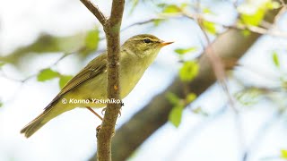 檸檬色のさえずり メボソムシクイ（上高地）