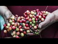 a short history of colombia s famous coffee region