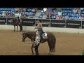 2022 nsba world show 3yo non pro western pleasure awards