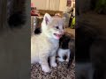 lovely kittens are meowing cat  catsoftiktok  catlover  funny  cute  cats