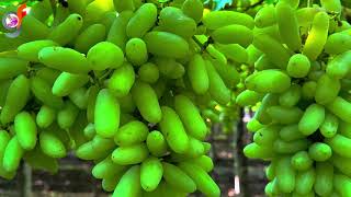 SSN elongated green seedless grapes PGR practice shared by valu pagar