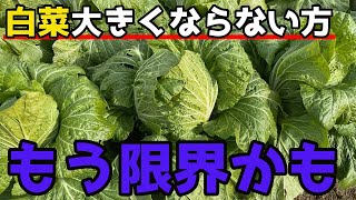 【白菜】もうこれ以上、大きくならないかもしれません。【家庭菜園】