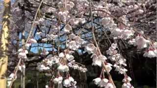 京都　毘沙門堂　枝垂れ桜 2012