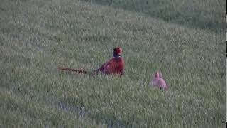 Common pheasant, cock and hen (Bażant zwyczajny, kogut i kura)