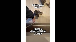 まめさんのFIP闘病日記・番外編① #Shorts #FIP #猫伝染性腹膜炎