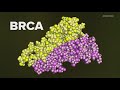 Why men should consider BRCA gene testing: HealthLink