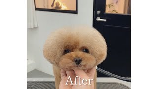 トイプードルに人気のカットスタイル【東京ドッグサロンV.I.D.表参道】Toy poodle Grooming Cut