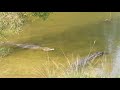 Buaya Besar Di Paya Indah Wetlands